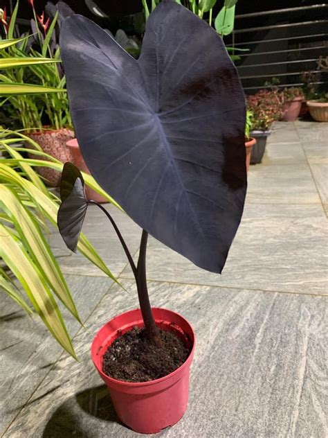 Colocasia Esculenta Black Magic: A Trending Plant for Plant Enthusiasts